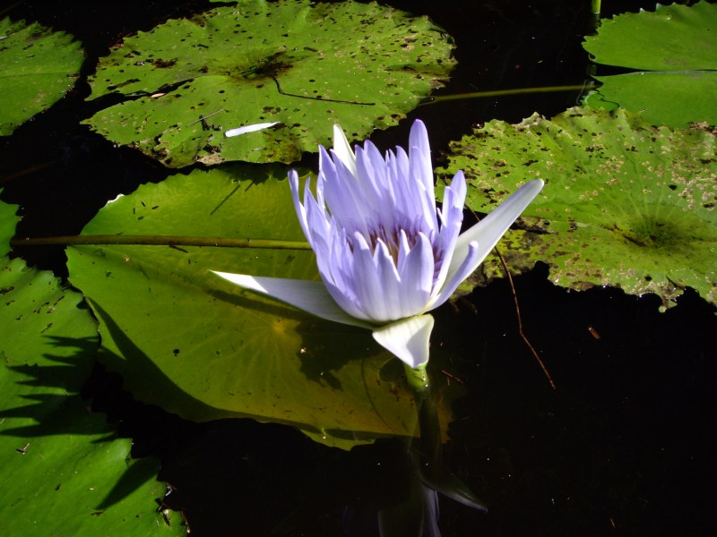 Water lily