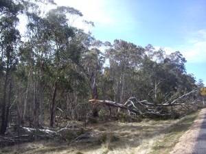 One of the snapped trees along my drive to work