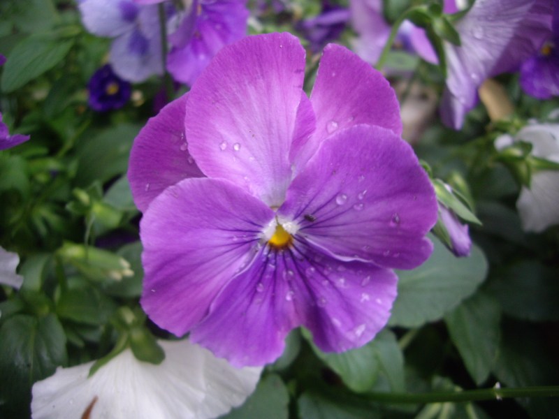 Pansy in my garden after rain
