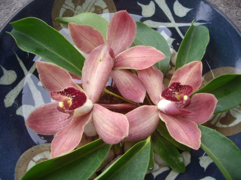 bowl of orchids