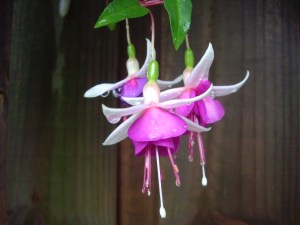 Fuchsia flowers