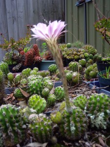One of my smaller Cacti in flower