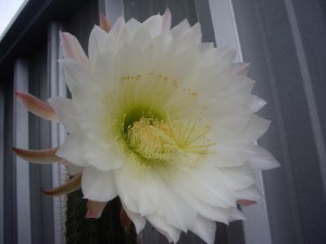 Cacti flowers only last one day