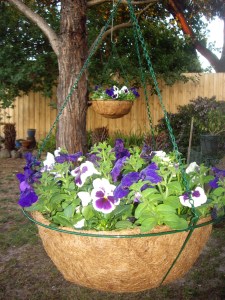 Pansy baskets brightening up a shady area