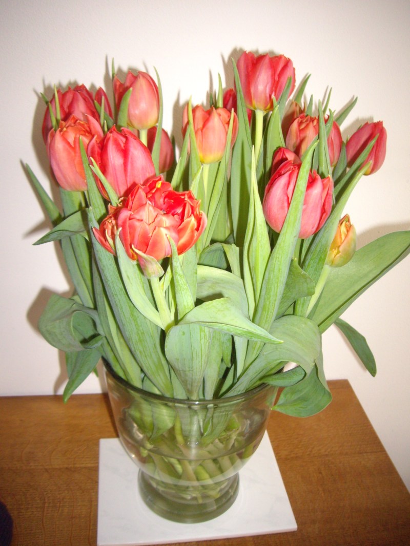 Bunch of Tulips