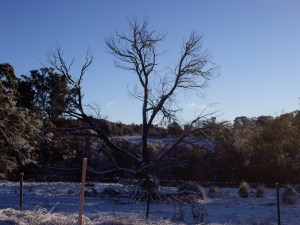 Dead tree 2012