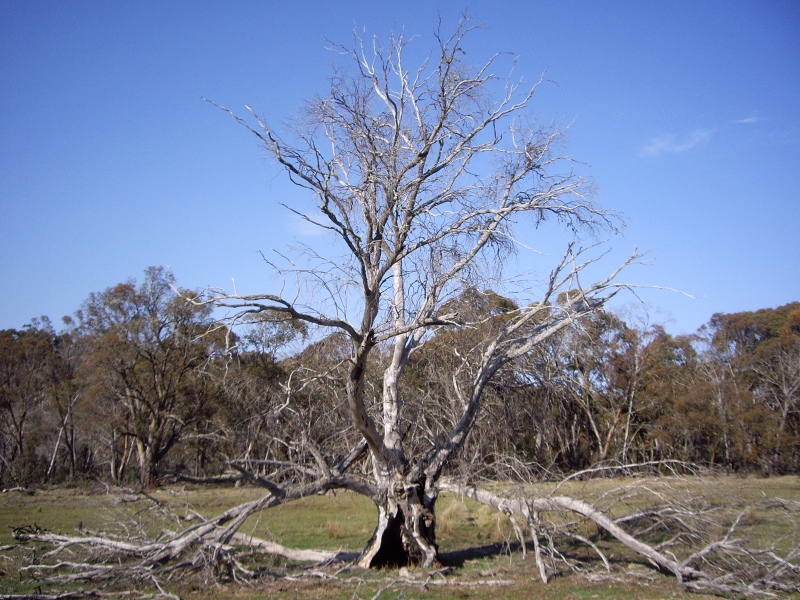 Dead tree 2007