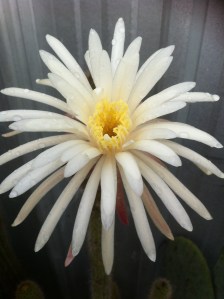 Cactus flower after overnight rain 