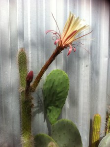 This one does not like the sun!