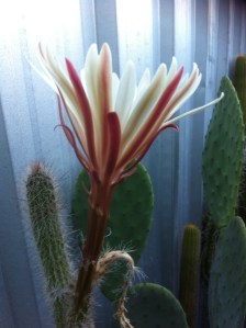 Cactus flower opening just before dark