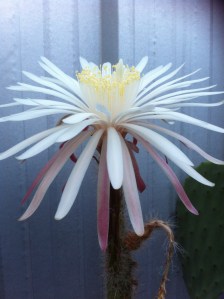 Finally fully flowering!