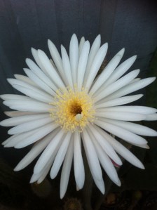 Cactus flower in full glory
