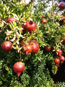 Pomegranate