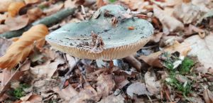 Mushroom coming up among Autumn leaves