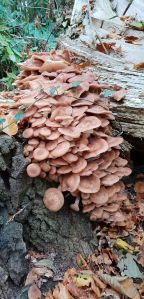 Mushroom covered tree trunk