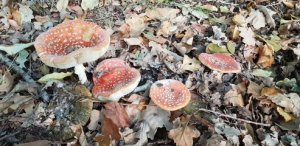 Red and white mushrooms
